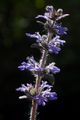 Iva, Ajuga rep&hellip;