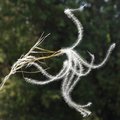 Kovilje, Stipa&hellip;