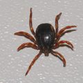 Krpelj, Ixodes&hellip;