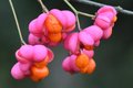Kurika, Euonym&hellip;