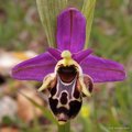 Ophrys kvarnae&hellip;
