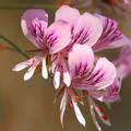 Pelargonija, P&hellip;