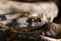 Poskok, Vipera&hellip;