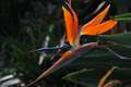 Strelitzia reg&hellip;
