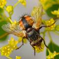 Tachina fera, &hellip;