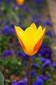 Tulipan, Tulip&hellip;