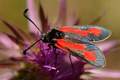 Zygaena purpur&hellip;