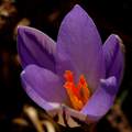 Šafran, Crocus&hellip;