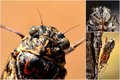 Cvrčak, Cicada&hellip;