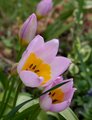 tulipa saxatil&hellip;