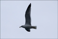seagull