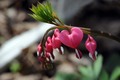 Dicentra spect&hellip;