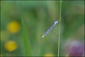 Coenagrion pue&hellip;