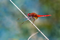 Crocothemis er&hellip;