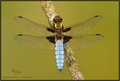 Libellula depr&hellip;