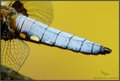 Libellula depr&hellip;