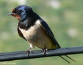 Lasta(Hirundo &hellip;