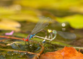 Dragonfly from&hellip;