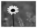 A Black Daisy &hellip;