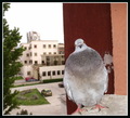 Curious Pigeon&hellip;