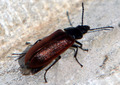 Coleoptera: Te&hellip;