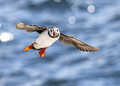 Atlantic puffi&hellip;