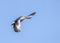 Graylag Goose &hellip;
