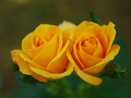 Žute ruže