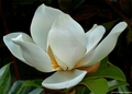 Magnolia grand&hellip;