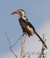 Hornbill - lju&hellip;