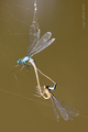dragonflies in&hellip;