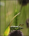 Tettigonia vir&hellip;