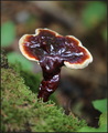 Ganoderma carn&hellip;