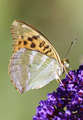 Argynnis paphi&hellip;