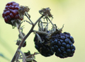 Rubus fruticos&hellip;