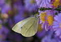 Pieris brassic&hellip;
