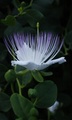 Capparis spino&hellip;