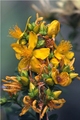 Hypericum perf&hellip;