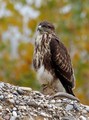 škanjac -Buteo&hellip;