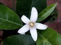 Stephanotis fl&hellip;