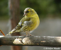 Siskin (Cardue&hellip;