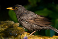 Kos (Turdus me&hellip;