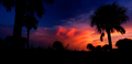 Florida, PalmS&hellip;
