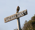 Safari Bar-Pre&hellip;
