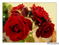 These roses ar&hellip;