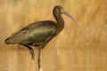 blistavi ibis &hellip;