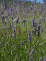 Lavanda u puno&hellip;