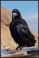 Corvus Corax