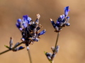 lavanda boje o&hellip;