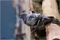 Golub (Columba&hellip;